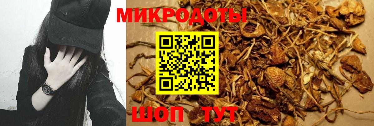 Псилоцибиновые грибы Psilocybe Балашиха