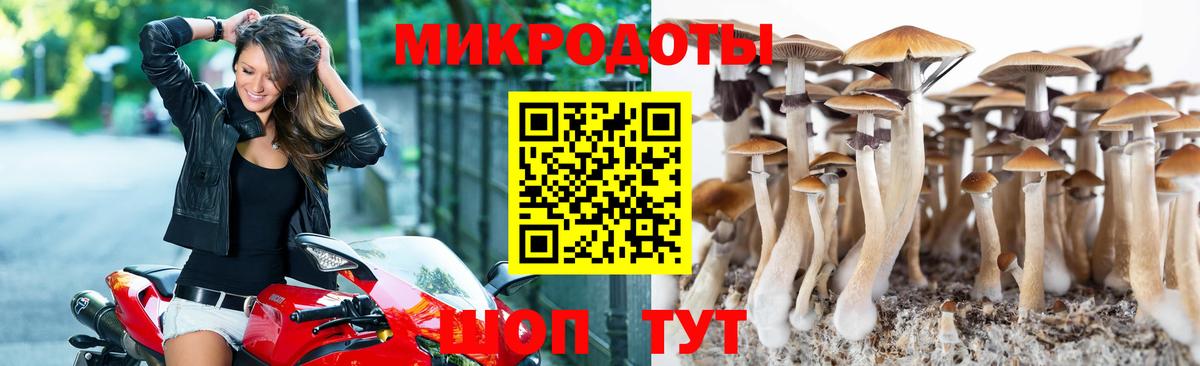 Псилоцибиновые грибы Psilocybine cubensis Балашиха